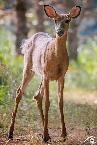 canada québec photographie photography trip travel voyage nikon d800 amérique america nature paysage landscape summer été animal, cerf de virginie, white tailed deer, park parc