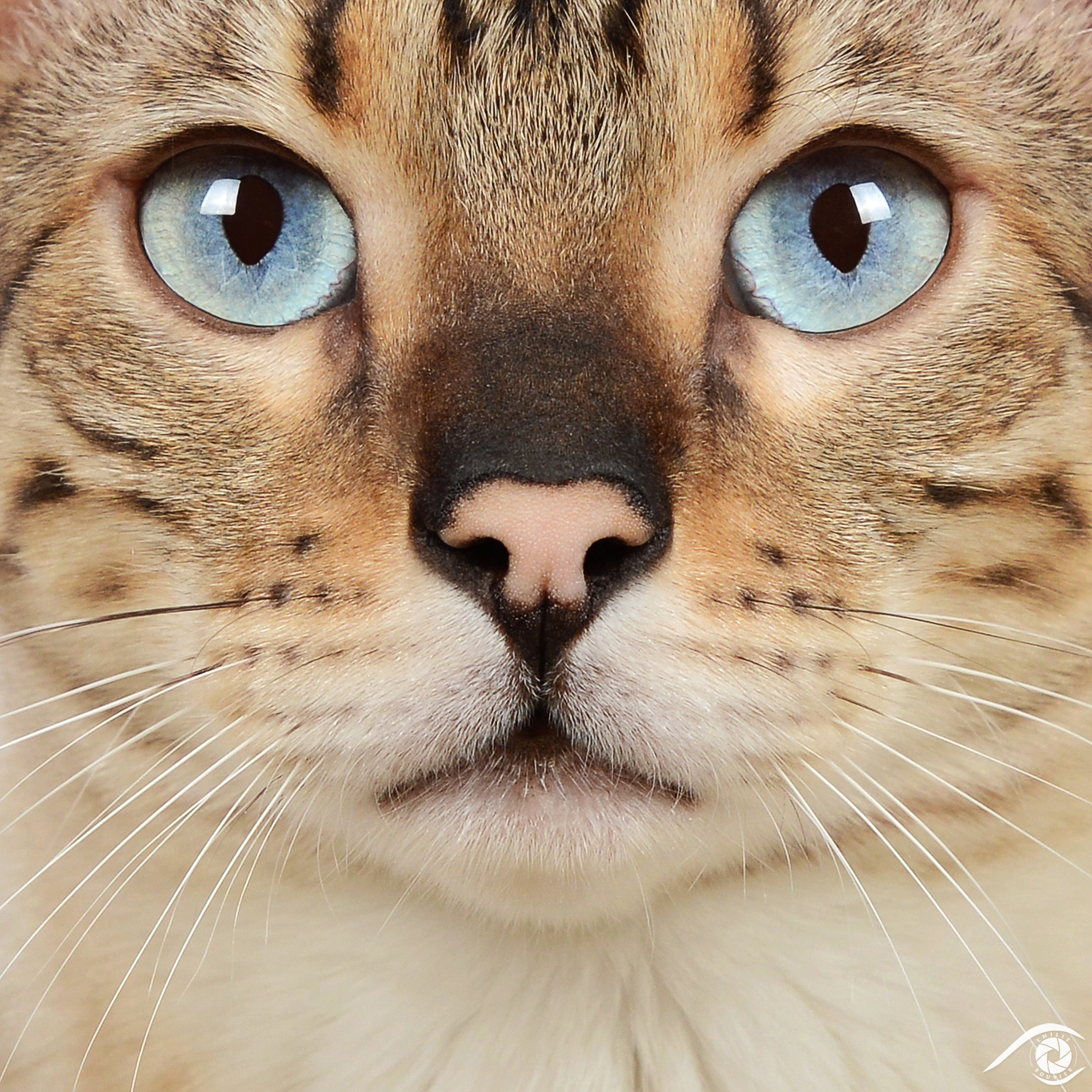 cat chat bengal animal pet photographie photography studio domestic wild portrait nikon snow lynx, close up