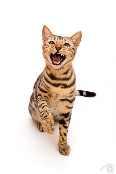 cat chat bengal animal pet photographie photography studio domestic wild portrait nikon silver