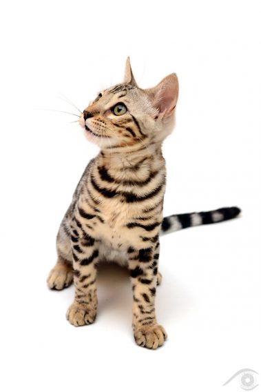 cat chat bengal animal pet photographie photography studio domestic wild portrait nikon silver