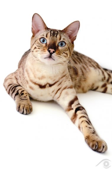 cat chat bengal animal pet photographie photography studio domestic wild portrait nikon snow lynx