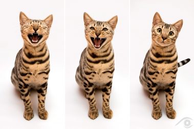 cat chat bengal animal pet photographie photography studio domestic wild portrait nikon silver