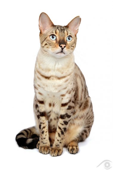 cat chat bengal animal pet photographie photography studio domestic wild portrait nikon snow lynx
