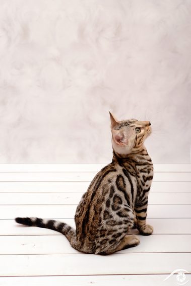 cat chat bengal animal pet photographie photography studio domestic wild portrait nikon silver