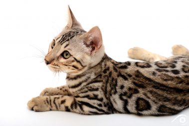 cat chat bengal animal pet photographie photography studio domestic wild portrait nikon silver