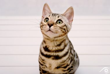 cat chat bengal animal pet photographie photography studio domestic wild portrait nikon silver