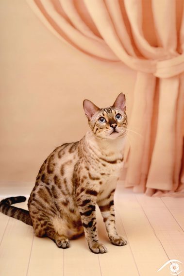 cat chat bengal animal pet photographie photography studio domestic wild portrait nikon snow lynx