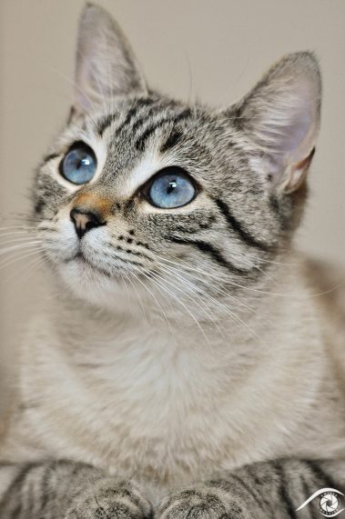 cat chat animal pet photographie photography studio domestic portrait nikon siamois, yeux bleux, blue eyes