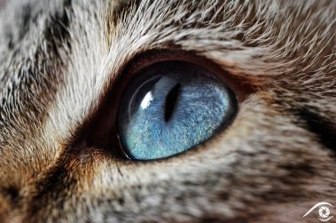 cat chat animal pet photographie photography studio domestic portrait nikon siamois, yeux bleux, blue eyes, close up, macro