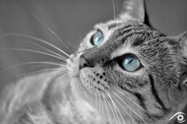 cat chat animal pet photographie photography studio domestic portrait nikon siamois, yeux bleux, blue eyes, noir et blanc