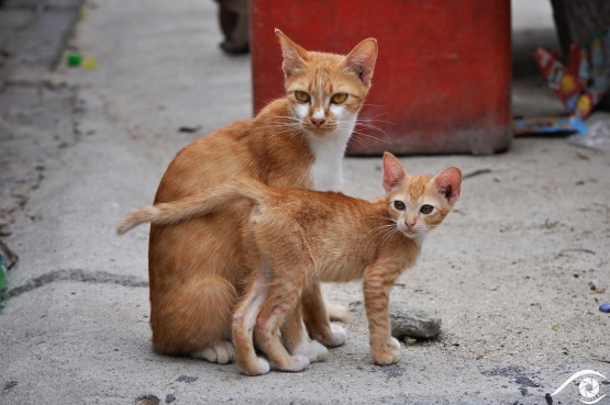 thailande thailand photographie photography trip travel voyage nikon d800 asie asia nature paysage landscape summer chats cats village pêcheurs fishing animal