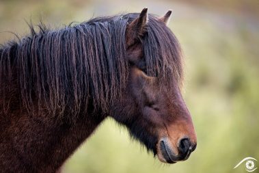 cheval horse animal islande iceland photographie photography trip travel voyage nikon d800 europe nature paysage landscape summer été