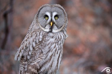 Animal animaux, chouette lapone, Great Grey Owl, oiseau bird amérique america