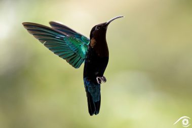 colibri madère hummingbird Purple-throated carib bird oiseau mouche martinique island photographie photography trip travel voyage nikon d810 nature paysage landscape summer été close up