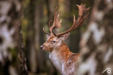 Daim Fallow deer animal animaux divers foret forest europe france nikon d810 photographie photography nature wild sauvage close-up