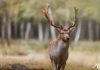 Daim Fallow deer animal animaux divers foret forest europe france nikon d810 photographie photography nature wild sauvage close-up