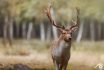 Daim Fallow deer animal animaux divers foret forest europe france nikon d810 photographie photography nature wild sauvage close-up