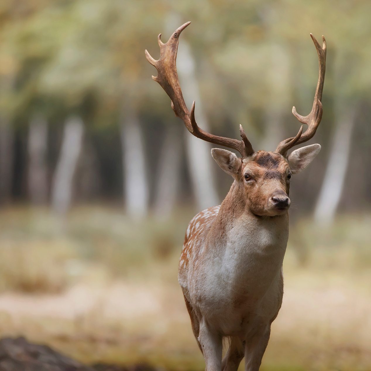 Daim Fallow deer animal animaux divers foret forest europe france nikon d810 photographie photography nature wild sauvage close-up