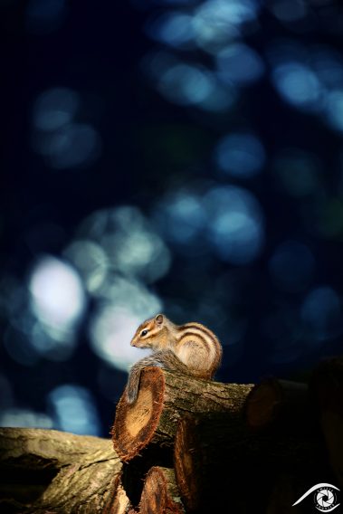 animal animaux brown chipmunk ecureuil, écureuil de corée, forest forêt marron nikon rayé rodent rongeur siberian sibérie squirell tamia sibiricus tamias d800 photographie photography nature, close up, portrait france europe agouti