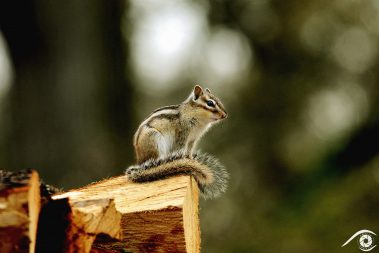 animal animaux brown chipmunk ecureuil, écureuil de corée, forest forêt marron nikon rayé rodent rongeur siberian sibérie squirell tamia sibiricus tamias d800 photographie photography nature, close up, portrait france europe agouti