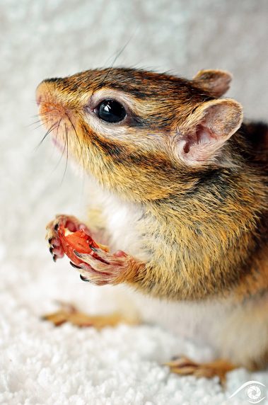 animal animaux brown chipmunk ecureuil, écureuil de corée, forest forêt marron nikon rayé rodent rongeur siberian sibérie squirell tamia sibiricus tamias d800 photographie photography nature, close up, portrait france europe agouti