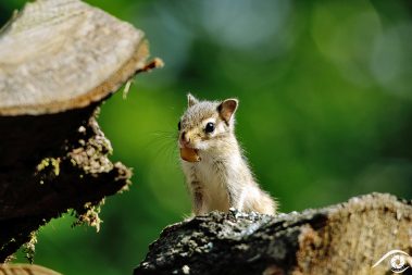 animal animaux brown chipmunk ecureuil, écureuil de corée, forest forêt marron nikon rayé rodent rongeur siberian sibérie squirell tamia sibiricus tamias d800 photographie photography nature, close up, portrait france europe agouti