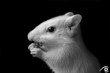 animal animaux brown chipmunk ecureuil, écureuil de corée, pet domestic marron nikon rayé rodent rongeur siberian sibérie squirell tamia sibiricus tamias d800 photographie photography nature, close up, portrait france europe agouti, noir et blanc, black and white