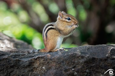 canada québec photographie photography trip travel voyage nikon d800 amérique america nature paysage landscape summer été animal animaux écureuil de corée, chipmunk, forêt forest close up portrait