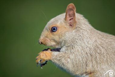 canada québec photographie photography trip travel voyage nikon d800 amérique america nature paysage landscape summer été animal animaux écureuil gris, gray squirrel, forêt forest close up portrait