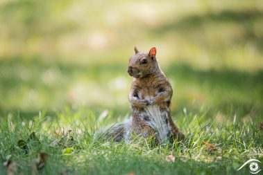 canada québec photographie photography trip travel voyage nikon d800 amérique america nature paysage landscape summer été animal animaux écureuil gris, gray squirrel, forêt forest close up portrait