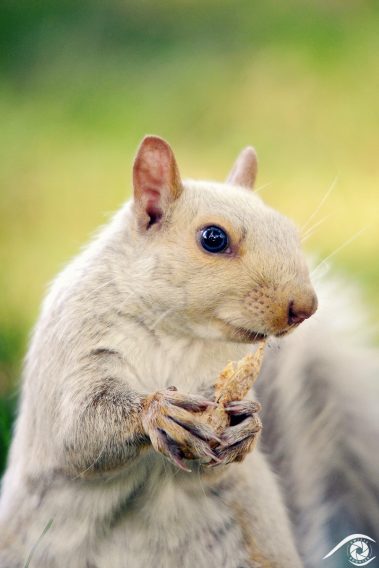 canada québec photographie photography trip travel voyage nikon d800 amérique america nature paysage landscape summer été animal animaux écureuil gris, gray squirrel, forêt forest close up portrait