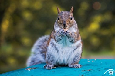 canada québec photographie photography trip travel voyage nikon d800 amérique america nature paysage landscape summer été animal animaux écureuil gris, gray squirrel, forêt forest close up portrait