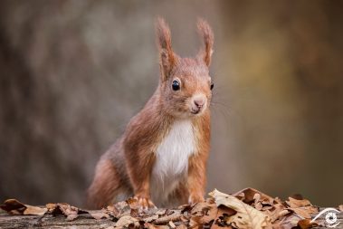 animal animaux écureuil écureuils roux, red squirrel, forêt forest nature photographie photography close up portrait nikon europe france d810 rongeur sciuridés sciurus vulgaris