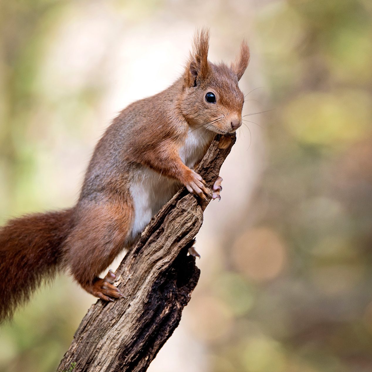 animal animaux écureuil roux, red squirrel, forêt forest nature photographie photography close up portrait nikon europe france d810 rongeur sciuridés sciurus vulgaris