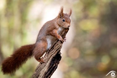 animal animaux écureuil roux, red squirrel, forêt forest nature photographie photography close up portrait nikon europe france d810 rongeur sciuridés sciurus vulgaris