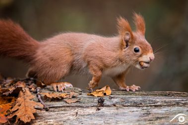 animal animaux écureuil roux, red squirrel, forêt forest nature photographie photography close up portrait nikon europe france d810 rongeur sciuridés sciurus vulgaris