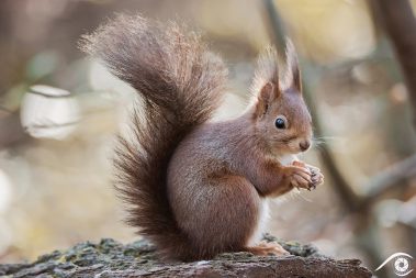 animal animaux écureuil roux, red squirrel, forêt forest nature photographie photography close up portrait nikon europe france d810 rongeur sciuridés sciurus vulgaris