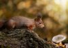 animal animaux écureuil roux, red squirrel, forêt forest nature photographie photography close up portrait nikon europe france d810 rongeur sciuridés sciurus vulgaris