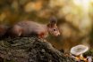 animal animaux écureuil roux, red squirrel, forêt forest nature photographie photography close up portrait nikon europe france d810 rongeur sciuridés sciurus vulgaris