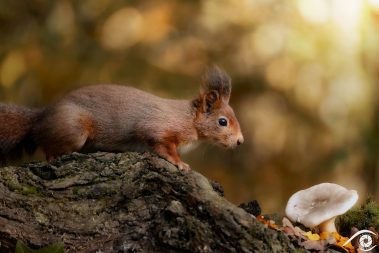 animal animaux écureuil roux, red squirrel, forêt forest nature photographie photography close up portrait nikon europe france d810 rongeur sciuridés sciurus vulgaris