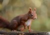 animal animaux écureuil roux, red squirrel, forêt forest nature photographie photography close up portrait nikon europe france d810 rongeur sciuridés sciurus vulgaris