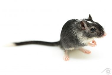 gerbille gerbil nac animal smal petit mammifère mammal desert rat rodent rongeur mongolie mongolian house pet domestique compagnie photographie photography nikon d810 close up portrait nature france