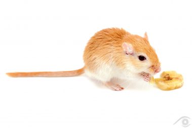 gerbille gerbil nac animal smal petit mammifère mammal desert rat rodent rongeur mongolie mongolian house pet domestique compagnie photographie photography nikon d810 close up portrait nature france