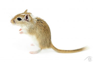 gerbille gerbil nac animal smal petit mammifère mammal desert rat rodent rongeur mongolie mongolian house pet domestique compagnie photographie photography nikon d810 close up portrait nature france