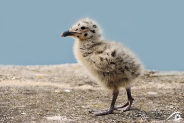 animal animaux oiseau bird goéland gull seagull seabird d800 photographie photography nature, close up, portrait france europe baby bébé sea marin mer