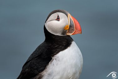 islande iceland photographie photography trip travel voyage nikon d810 europe nature paysage landscape summer été oiseau bird macareux puffin lundi portrait "close up"