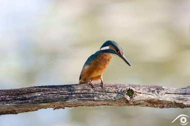 martin-pêcheur martin pecheur kingfisher oiseau bird photographie photography animal nikon d810 europe nature wildlife