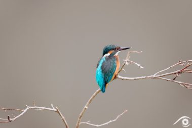 martin-pêcheur martin pecheur kingfisher oiseau bird photographie photography animal nikon d810 europe nature wildlife