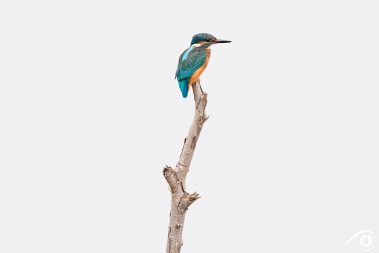 martin-pêcheur martin pecheur kingfisher oiseau bird photographie photography animal nikon d810 europe nature wildlife