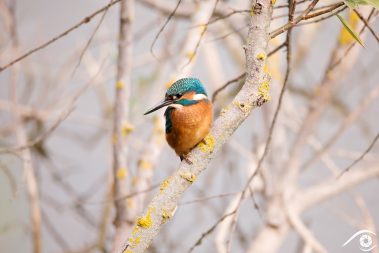 martin-pêcheur martin pecheur kingfisher oiseau bird photographie photography animal nikon d810 europe nature wildlife